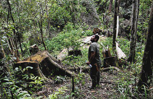 Indonesian floods leave rare orang utans at risk of extinction