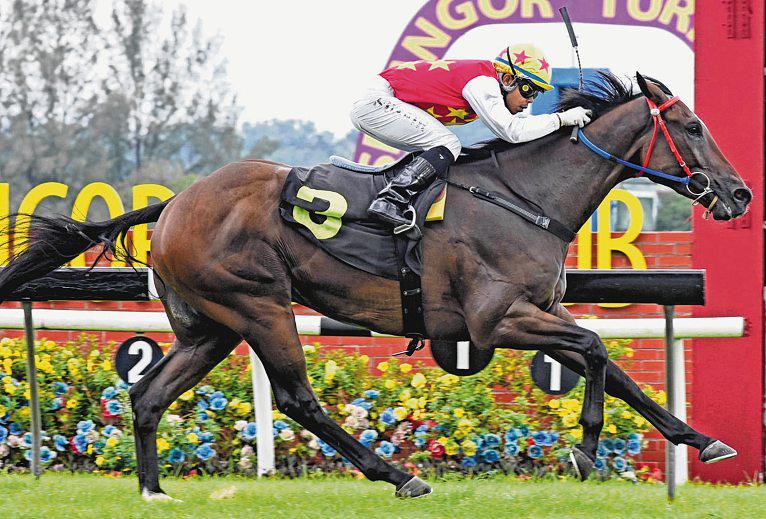 FOUR WINS IN A ROW ON THE CARDS FOR IRISH GOODBYE