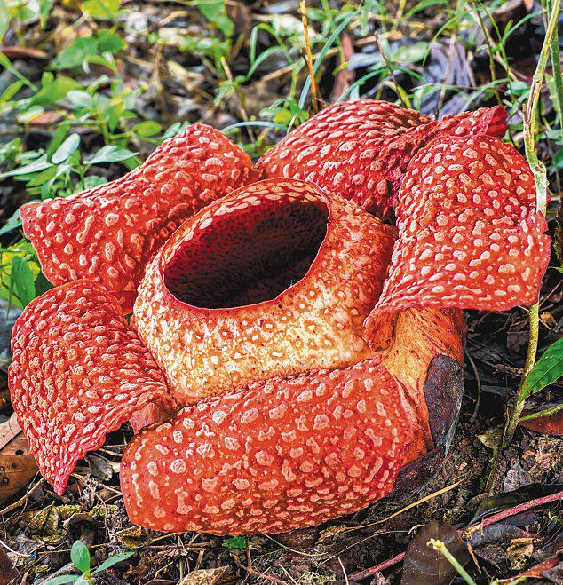 'Rafflesia' or 'padma'? Debate renewed in Indonesia over renaming of flower