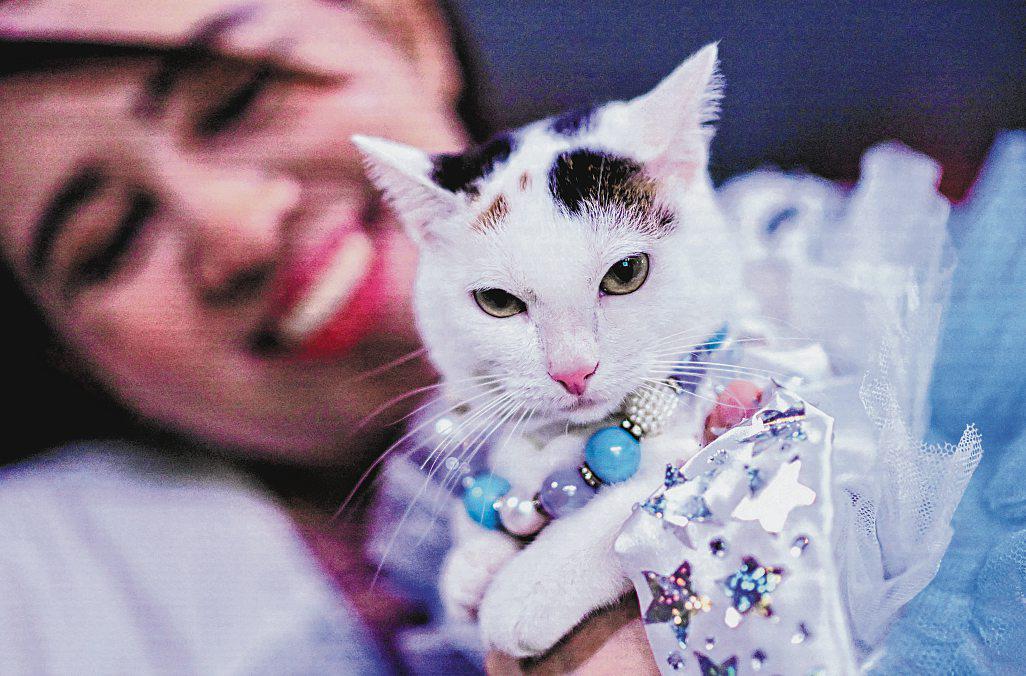 How to help cats with urinary problems