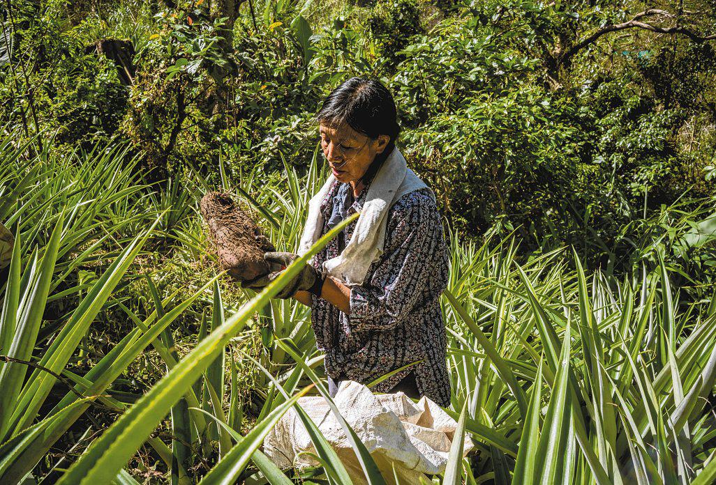 Philippine farmers struggling to keep up as global appetite for purple yam grows