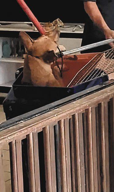 Programme to manage stray dogs remains effective, says Alvin Tan
