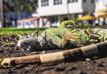 Iguanas fall from trees in icy Florida weather