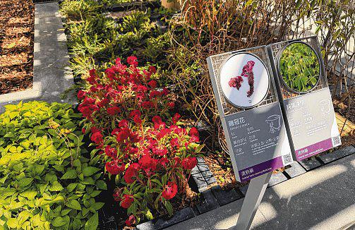 Acupuncture with MRI: HK opens its first TCM hospital