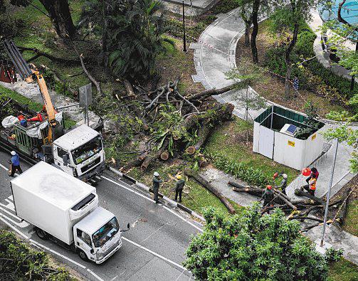 Fallen tree along Pipit Road in MacPherson causes buses to be diverted