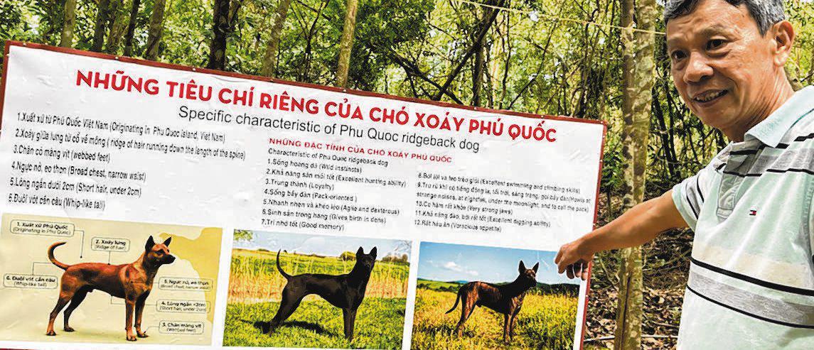 After near extinction, Vietnam's ridgeback breed faces fresh challenges