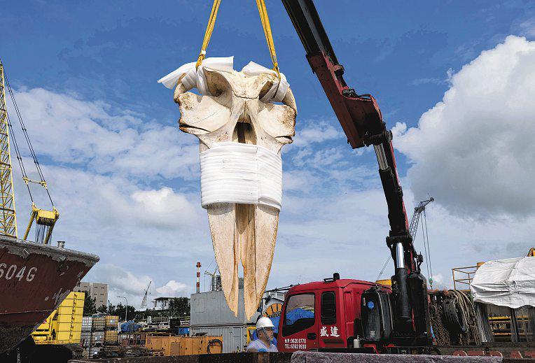 Dead whale found in waters here among most elusive of its kind