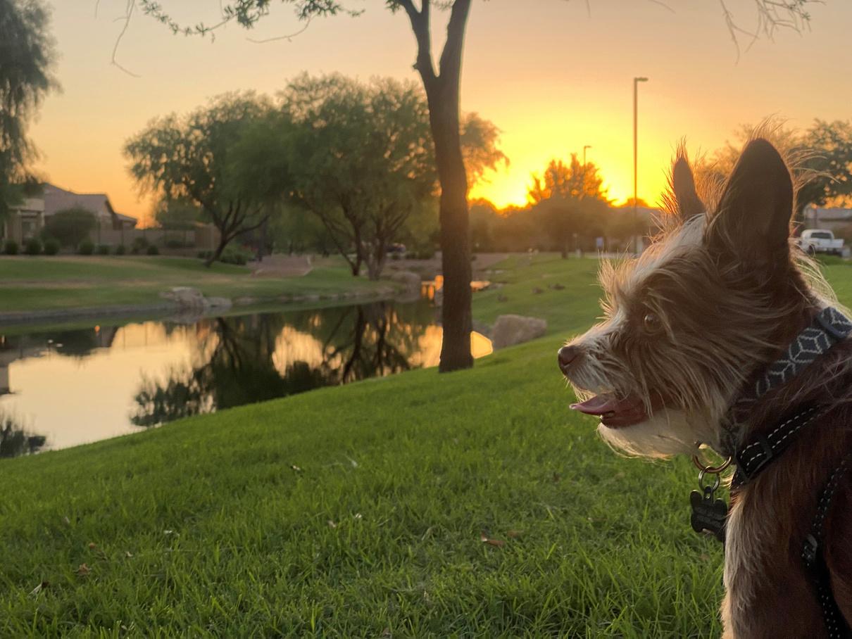 MY RESCUE AND ME
