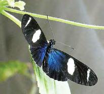 Butterflies winging it in bid for mate