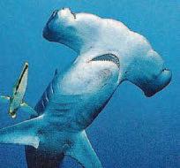 Underwater volcano can spew sharks