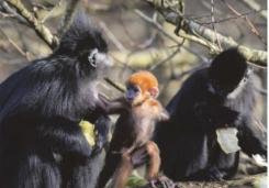 Ya langur! Cork zoo welcomes monkey