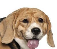 Man died from sepsis after dog licked leg wound