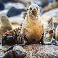 TV star Ricky blasts seal penis trade