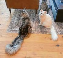 Feline beats record for longest tail