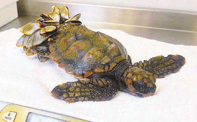 Turtle all at sea after one shell of a swim