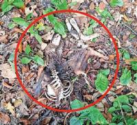 Locals find the remains of 'werewolf'