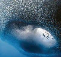 Diver spots portal to fish dimension...