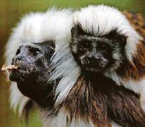 Yodelling is real monkey business...