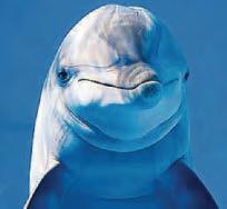 Dolphins in peril due to septic tanks