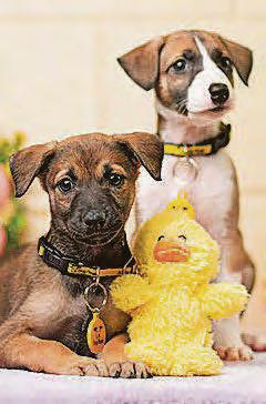GET YOUR PAWS OFF THE EASTER EGGS