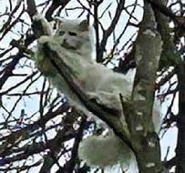 Cat rescued after 9 days spent in tree