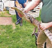 Drugs house turned out to be croc den