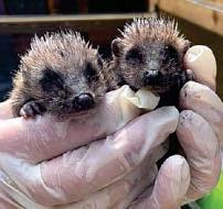 Spiky critters cared for at 'hogspital'