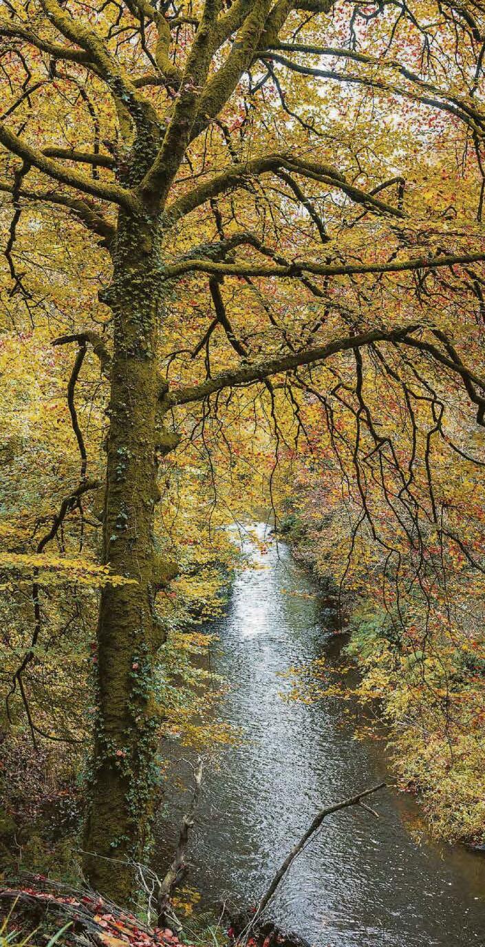 A year in the woods was a tree-mendous way to recover after my surgery