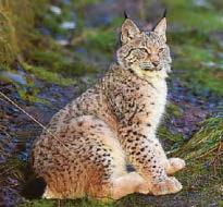 Lynx habitat to help bring big cats back