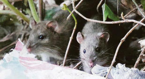 Squalid living with rats since murder arrest