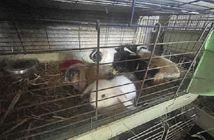 Shock to see 207 animals crammed into tiny spaces..