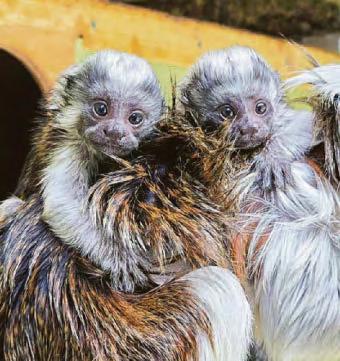 Monkey twins are world's rarest zoo-borns