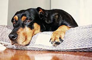 Heatwave warning to protect 'furry friends'
