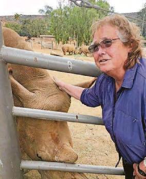 RHINOS TO BE HORN AGAIN?