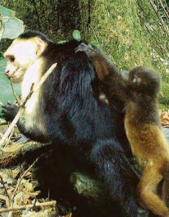 MONKEY SEIZE, MONKEY DO...