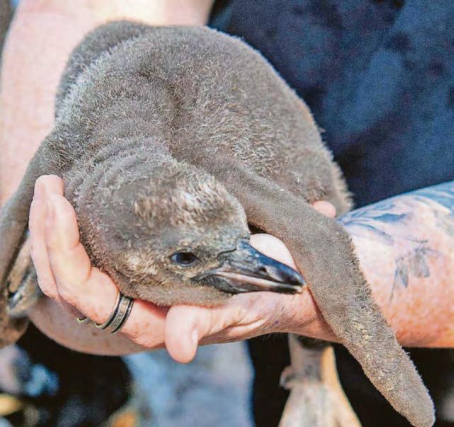 Flipping cute, in our Humboldt opinion...