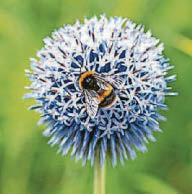 Midsummer marvels