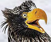 COMEDY WILDLIFE PIX AWARDS