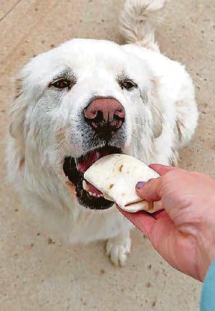 DOG'S 2-HOUR TREK TO GET A GRRR-ITO..