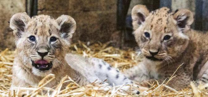 Cute cubs have a roar old time...