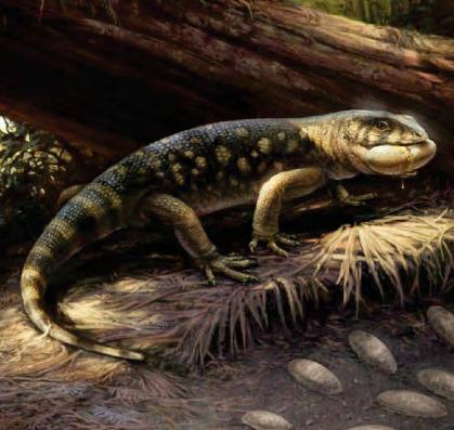 Lord of the skinks
