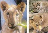 Pride after 3 lion cubs are rescued