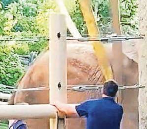 Elephant saved after Nellie flop