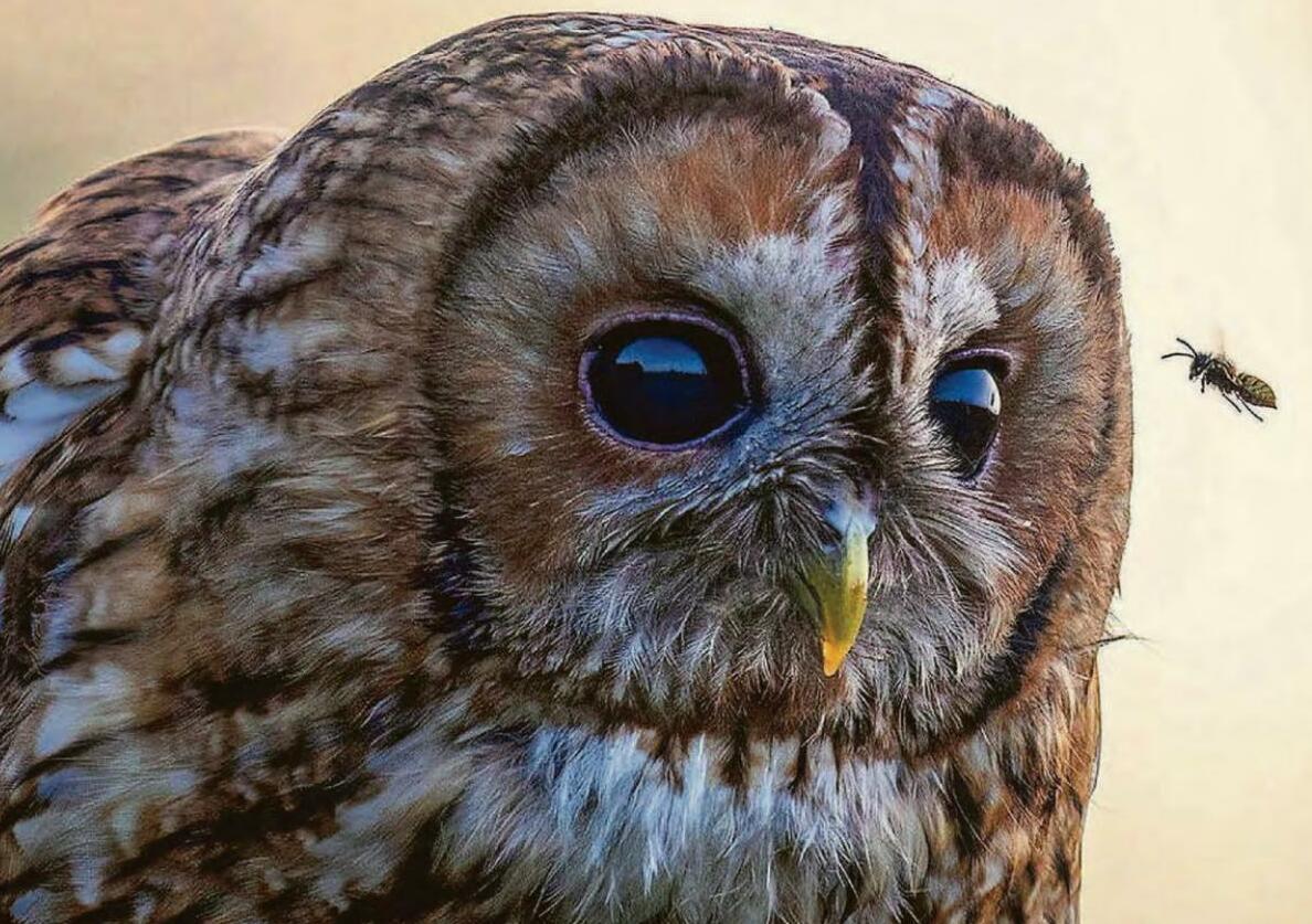 A BIRD'S EYE VIEW