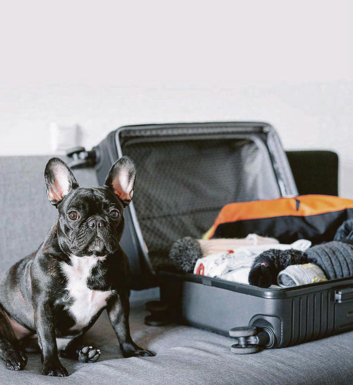 Every dog has its holiday..