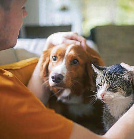 Translation tech is bark to the future
