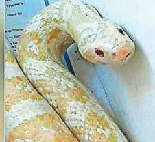 SNAKE'S ON A PLAIN OLD ESCAPE FROM ITS OWNER