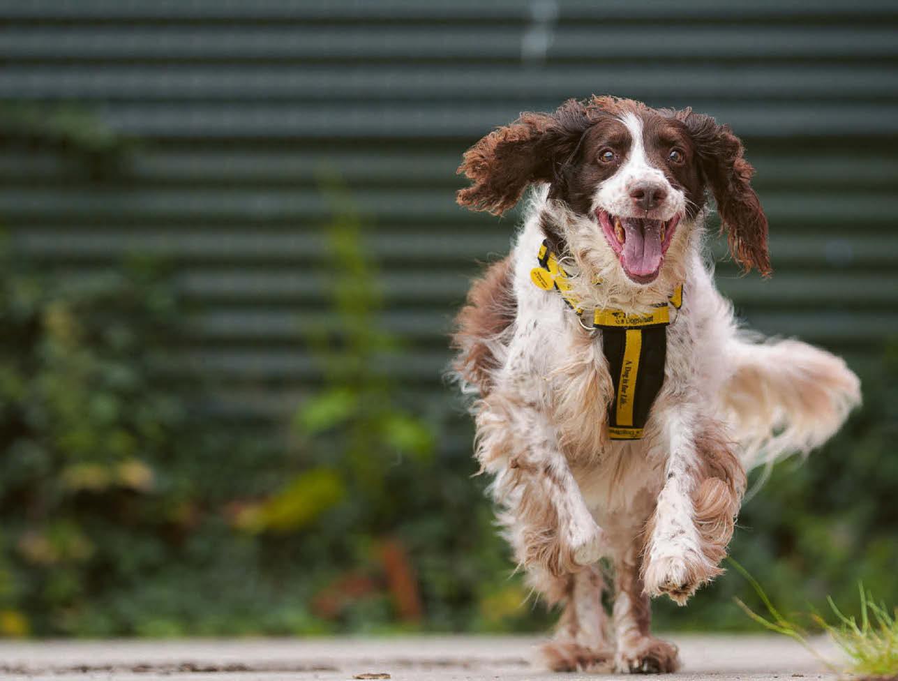 It's a dog's life for pet-loving tenants