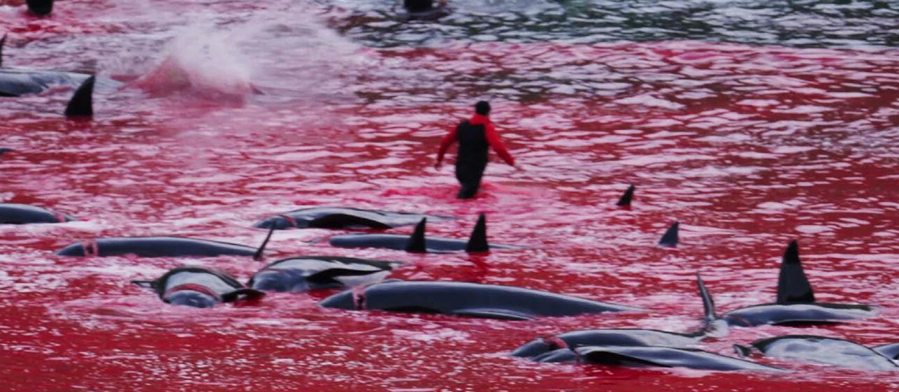 Outcry over slaughter of whales in hunt