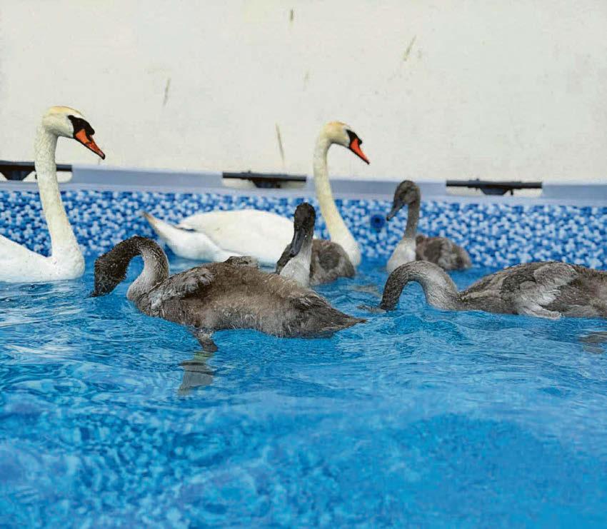 CHARITY HAILS BANK'S €10K FOR OIL SPILL BIRDS